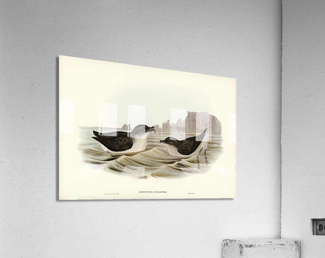 Diving Petrel Puffinuria Urinatrix illustrated by Elizabeth Gould 1804–1841 for John Gould’s 1804-1881 Birds of Australia  Acrylic Print