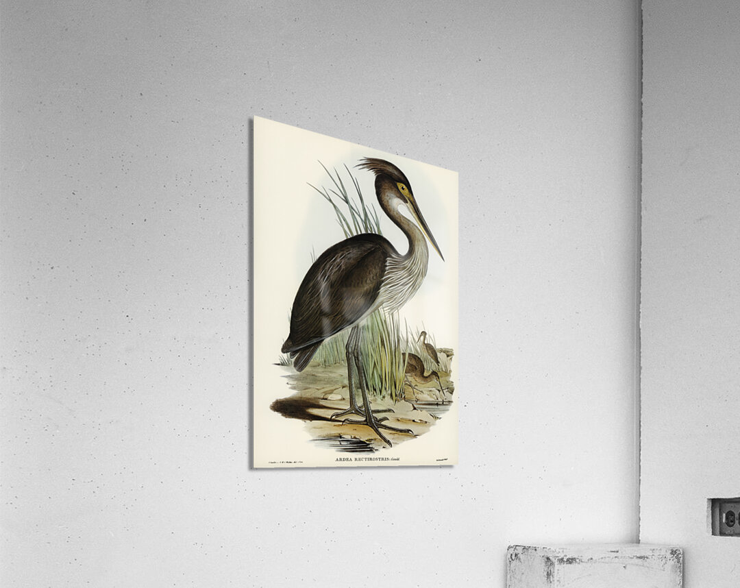 Great-billed Heron Ardea rectirostris illustrated by Elizabeth Gould 1804–1841 for John Gould’s 1804-1881 Birds of Australia  Acrylic Print