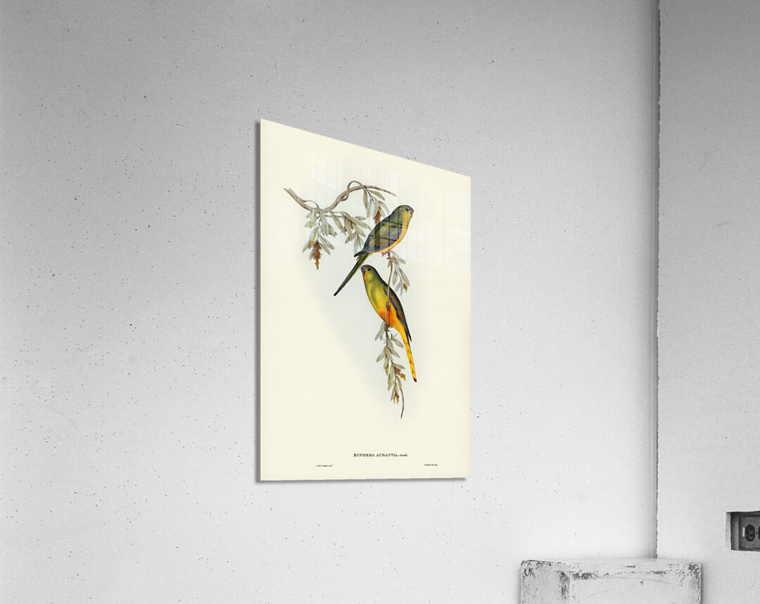 Orange-bellied Grass-Parrakeet Euphema aurantia illustrated by Elizabeth Gould 1804–1841 for John Gould’s 1804-1881 Birds of Australia  Acrylic Print