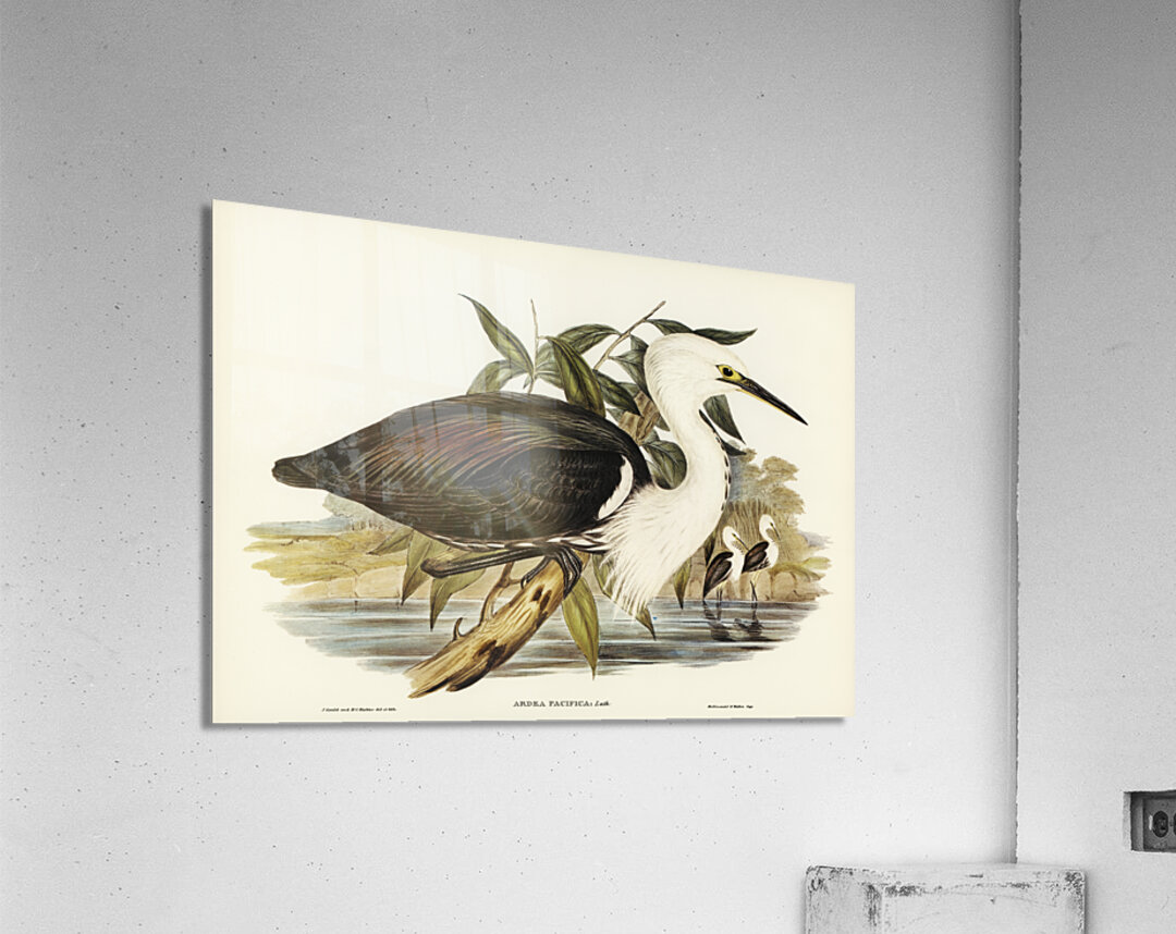 Pacific Heron Ardea pacifica illustrated by Elizabeth Gould 1804–1841 for John Gould’s 1804-1881 Birds of Australia  Acrylic Print
