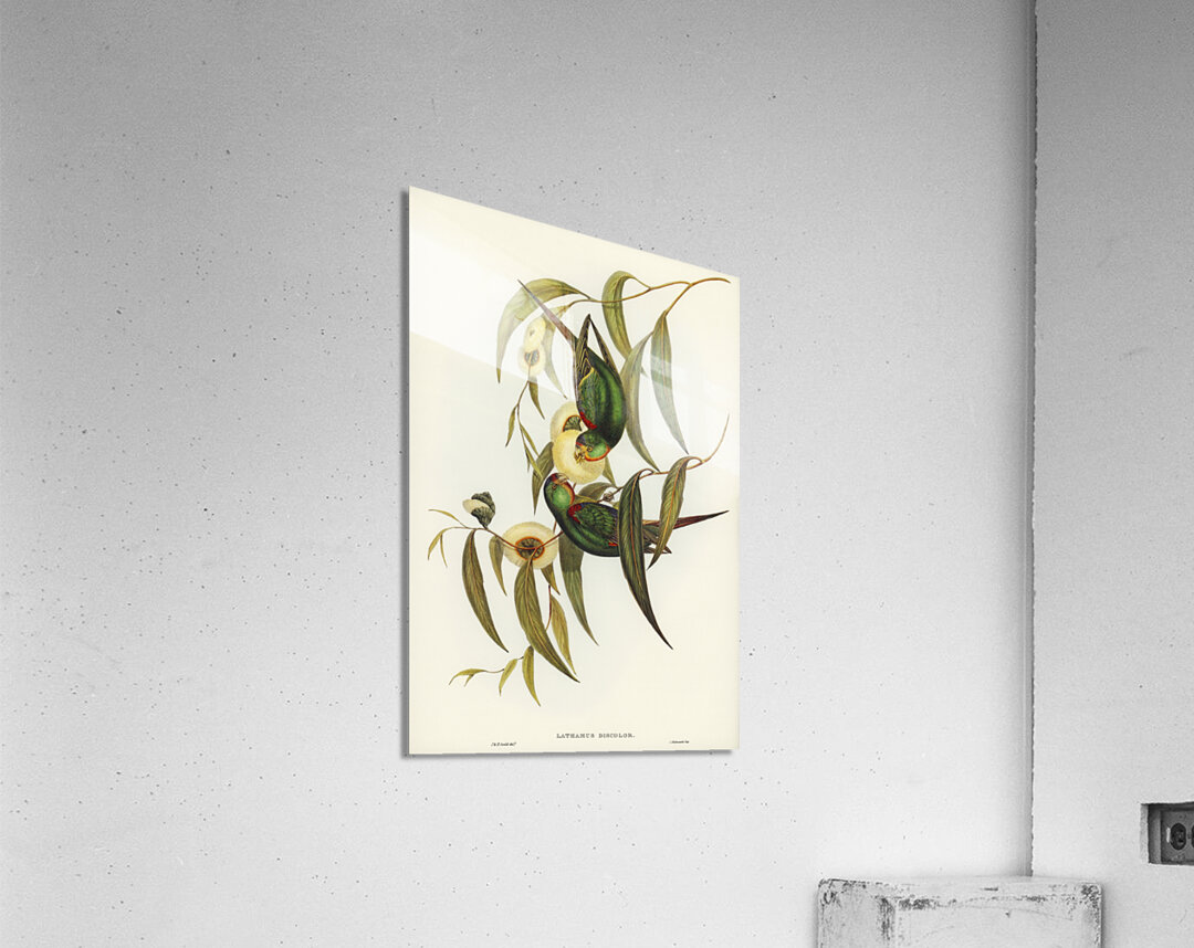 Swift Lorikeet Lathamus discolor illustrated by Elizabeth Gould 1804–1841 for John Gould’s 1804-1881 Birds of Australia  Acrylic Print