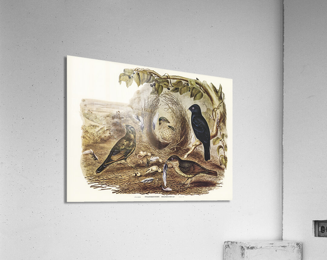 Philip Island Parrot Nestor productus illustrated by Elizabeth Gould 1804–1841 for John Gould’s 1804-1881 Birds of Australia  Acrylic Print