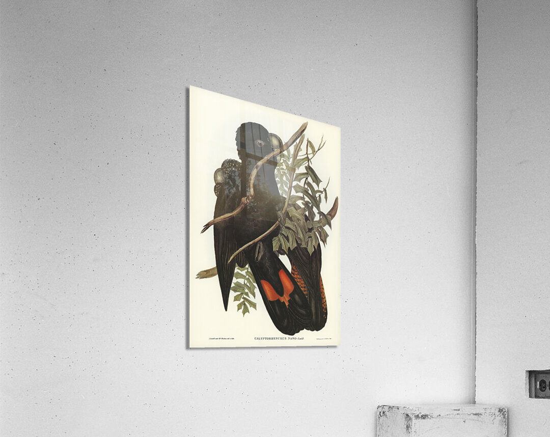 Western Black Cockatoo Calyptorhynchus naso illustrated by Elizabeth Gould 1804–1841 for John Gould’s 1804-1881 Birds of Australia  Acrylic Print