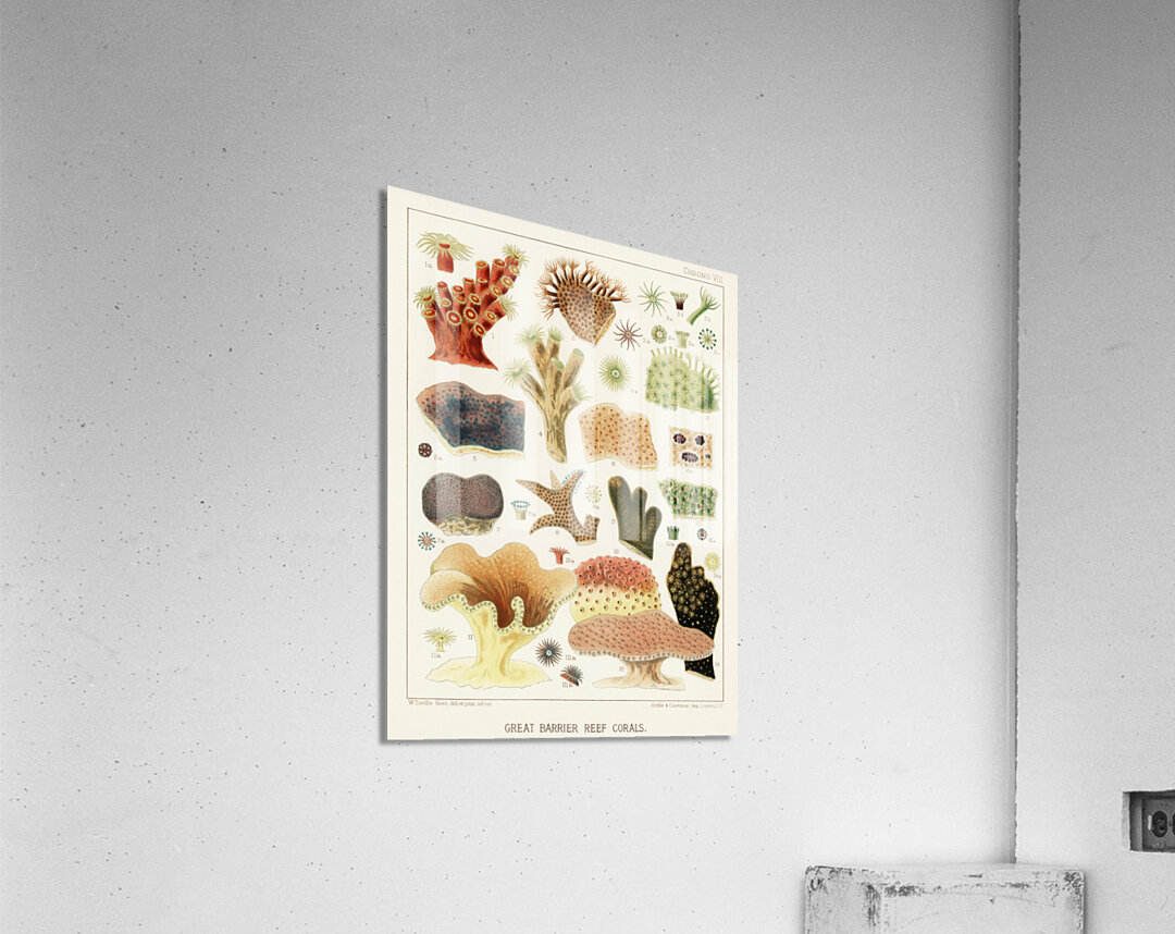 Great Barrier Reef Corals from The Great Barrier Reef of Australia 1893 by William Saville-Kent 1845-1908. Fig 1 : Dendrophyllai coccineaFig 2 : Alveopora ClavariaFig 3 : Alveopora ViridiaFig 4 : Dendrophyllia axifugeFig 5 : Montipora FoliosaFig 6 : Acrylic Print