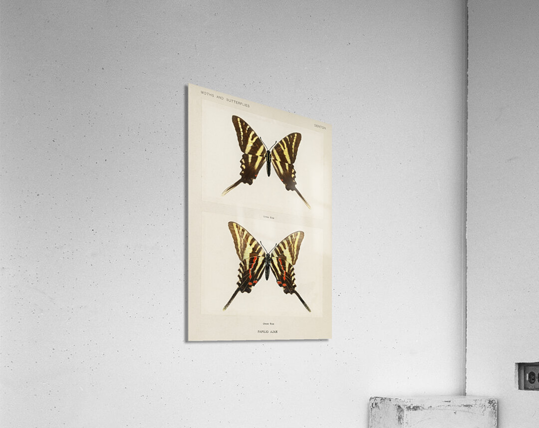 Papilio Ajax from Moths and butterflies of the United States 1900 by Sherman F. Denton 1856-1937.  Acrylic Print