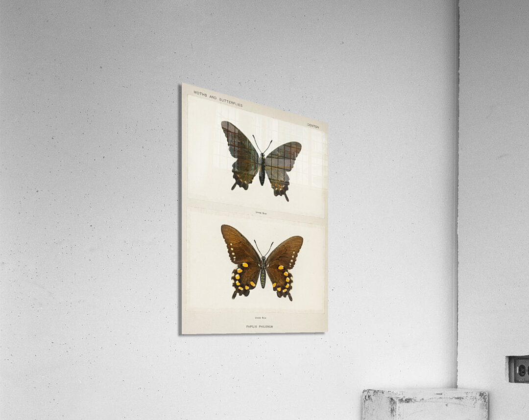 Blue Swallowtail Papilio Philenor from Moths and butterflies of the United States 1900 by Sherman F. Denton 1856-1937.  Acrylic Print