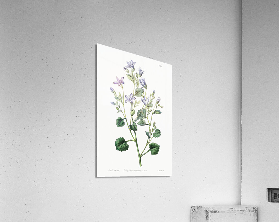 Dalmatian wall campanula flower from Edwards Botanical Register 1829-1847  by Sydenham Edwards John Lindley and James Ridgway. Acrylic Print