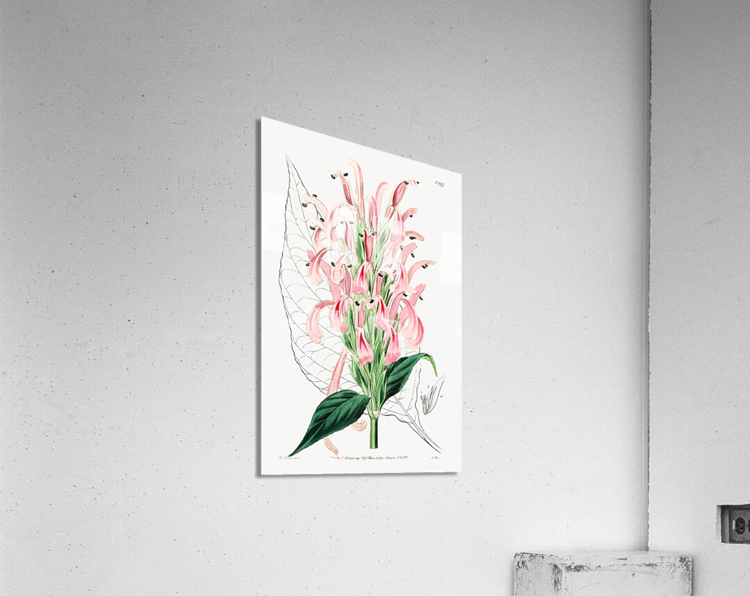 Flesh-colored justicia from Edwards Botanical Register 1829-1847  by Sydenham Edwards John Lindley and James Ridgway. Acrylic Print