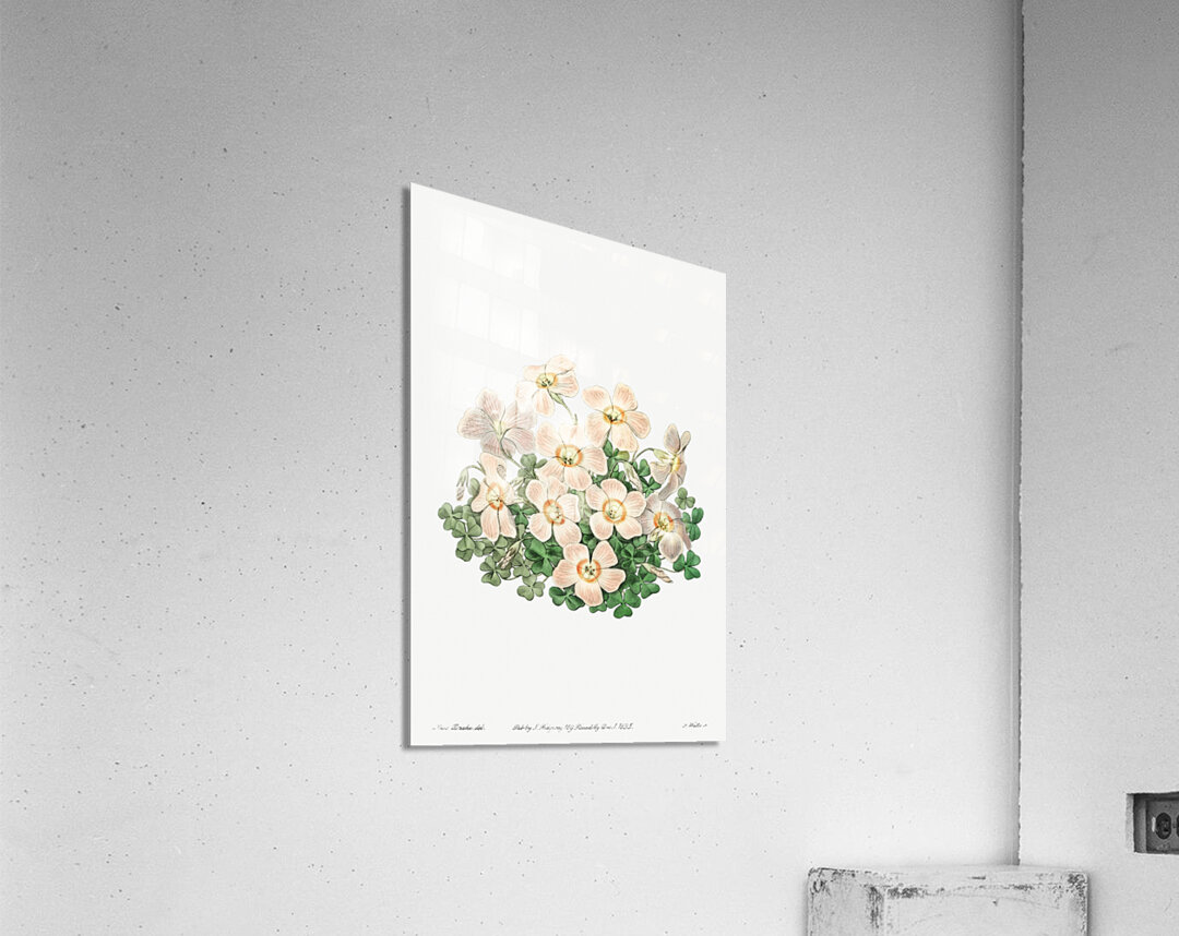 Piottas oxalis flowers from Edwards Botanical Register 1829-1847  by Sydenham Edwards John Lindley and James Ridgway. Acrylic Print