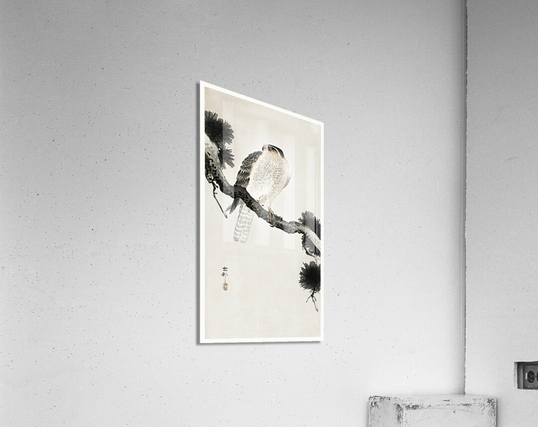 Hawk on pine branch 1900 - 1930 by Ohara Koson 1877-1945. Acrylic Print