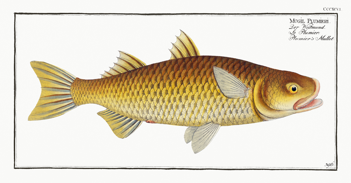 Impression de cadre personnalisé