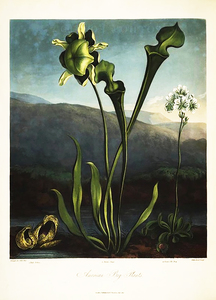 American Bog Plants