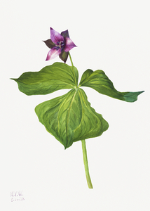 Trillium erectum 1938