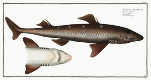 Picked- Dog Squalus Acanthias