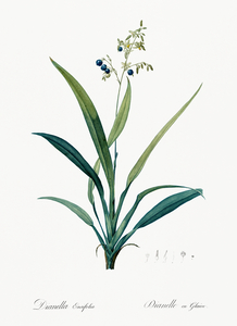 Flax lilies Dianella ensifolia illustration 