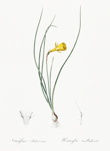 Daffodil illustration 