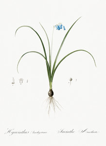 Brimeura illustration 