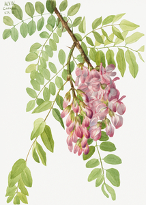 New Mexican Locust Robinia neomexicana 1938
