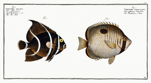 1. Chaetodon unimaculatus 2. Arc-Fish Chaetodon arcuatus