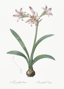 Amaryllis illustration 