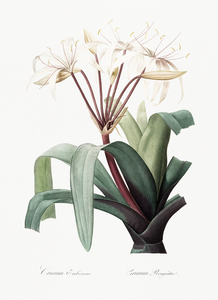 Crinum erubescens illustration 