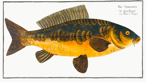 Royal-Carp Rex Cyprinorum