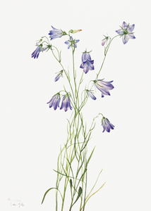 Harebell Campanula rotundifolia 1916