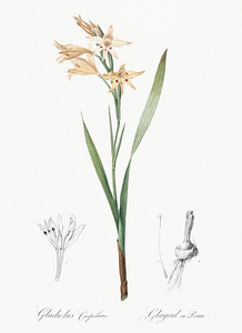 Gladiolus cuspidatus illustration 