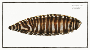 Pleuronectes Zebra