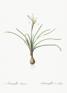 Rain lily illustration 