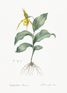 Yellow Lady Slipper Orchid illustration