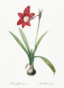 Hippeastrum illustration 