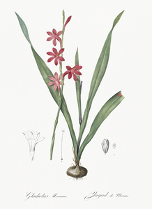 Watsonia illustration 