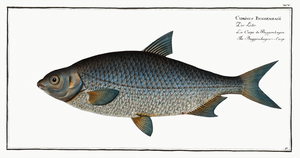 Buggenhagens-Carp Cyprinus Buggenhagii