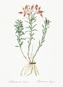 Lily of the Incas illustration 