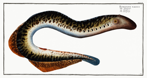 Lamprey Petromizon marinus