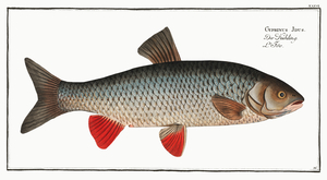 Idus-Carp Cyprinus Idus