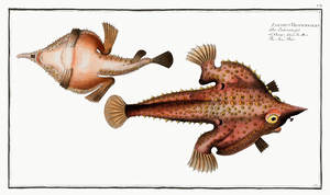 Sea Bat Lophius Vespertilio