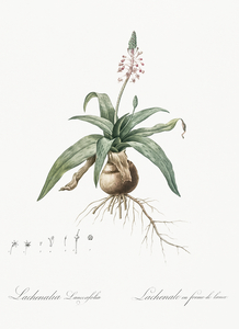 Lachenalia lanceaefolia illustration 