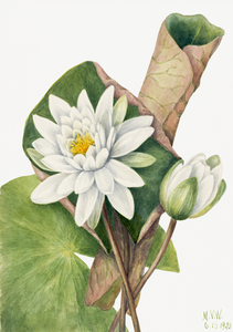 American Waterlily Castalia odorata 1920
