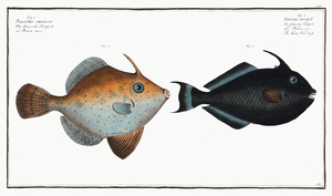 1. Balistes Chinensis 2. Black Old-wife Balistes ringens