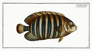 Chaetodon fasciatus