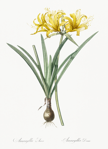 Golden Hurricane Lily illustration 