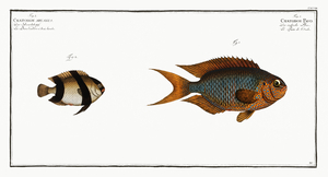 1. Chaetodon Pavo 2. Chaetodon aruanus