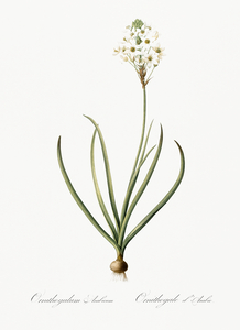 Arabian starflower illustration 