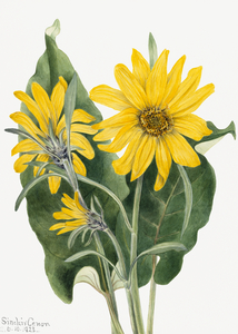 Balsamroot Balsamorhiza sagittata 1923