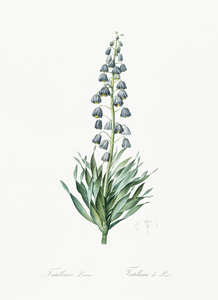 Persian lily illustration