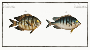 1. Chaetodon Mauritii 2. Chaetodon Bengalensis