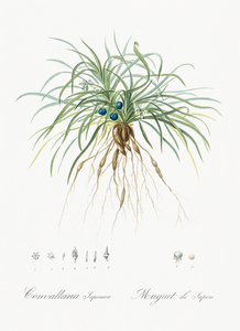 Convallaria japonica illustration 