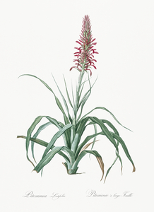 Pina cortadora illustration 